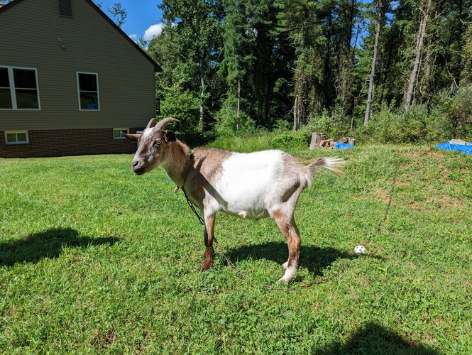 Preparing Goats for Winter Backyard Goats